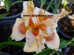 Kod:hem47 Hemerocallis ''Forty Second Street'' Daylily Hardy Perennial (Çiçek açabilecek sağlıklı 1adet rizom)