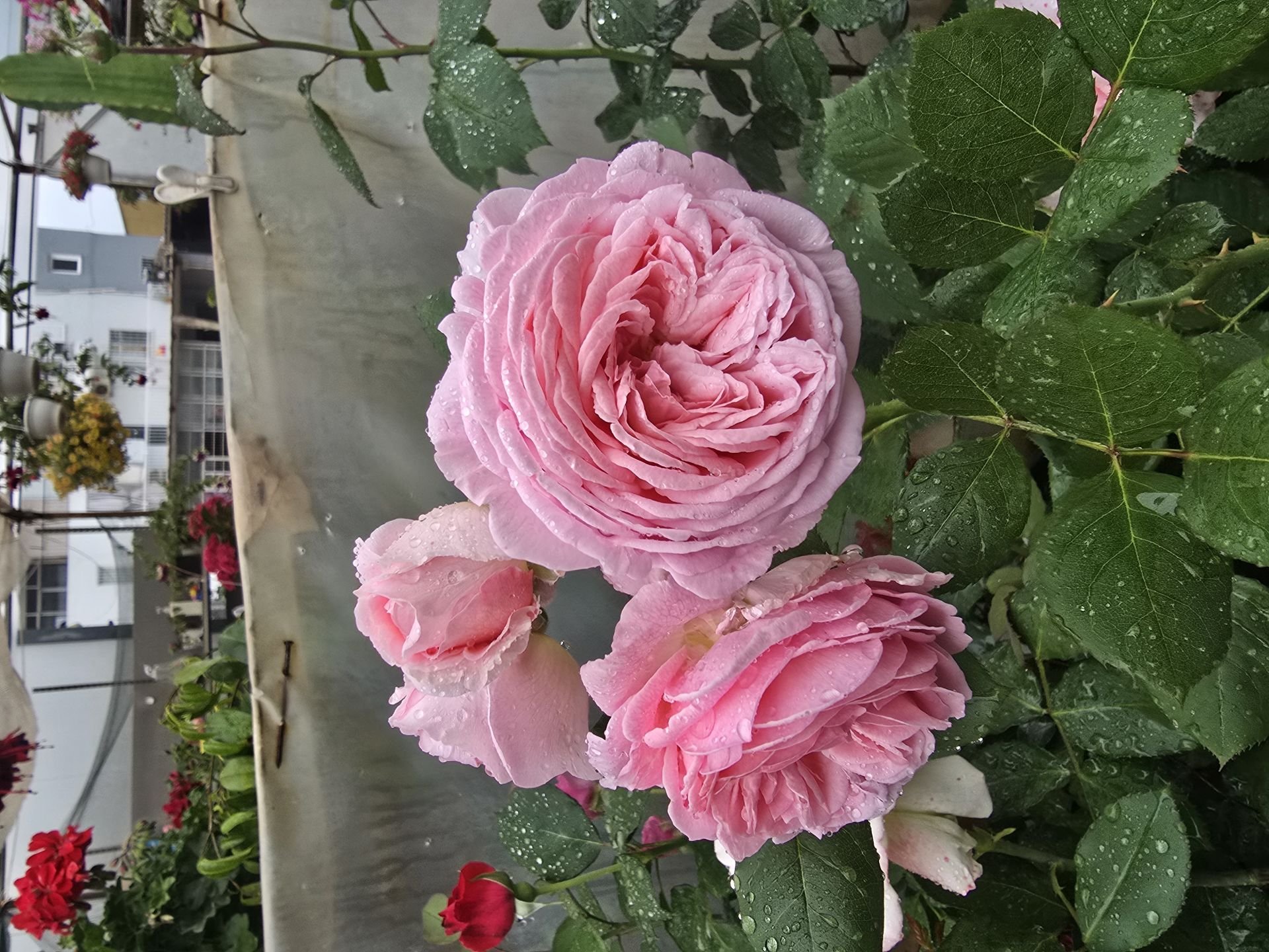 Kod:gs40 Pink grafin rose, Yoğun kokulu pembe gül (büyük boy)