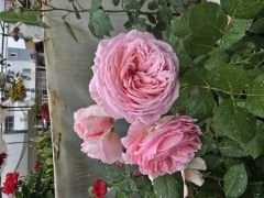 Kod:gs40 Pink grafin rose, Yoğun kokulu pembe gül (büyük boy)