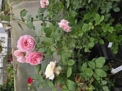 Kod:gs40 Pink grafin rose, Yoğun kokulu pembe gül (büyük boy)