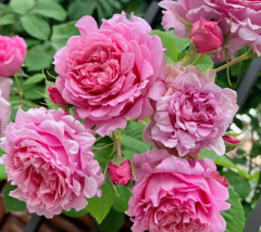 Kod:gs40 Pink grafin rose, Yoğun kokulu pembe gül (büyük boy)