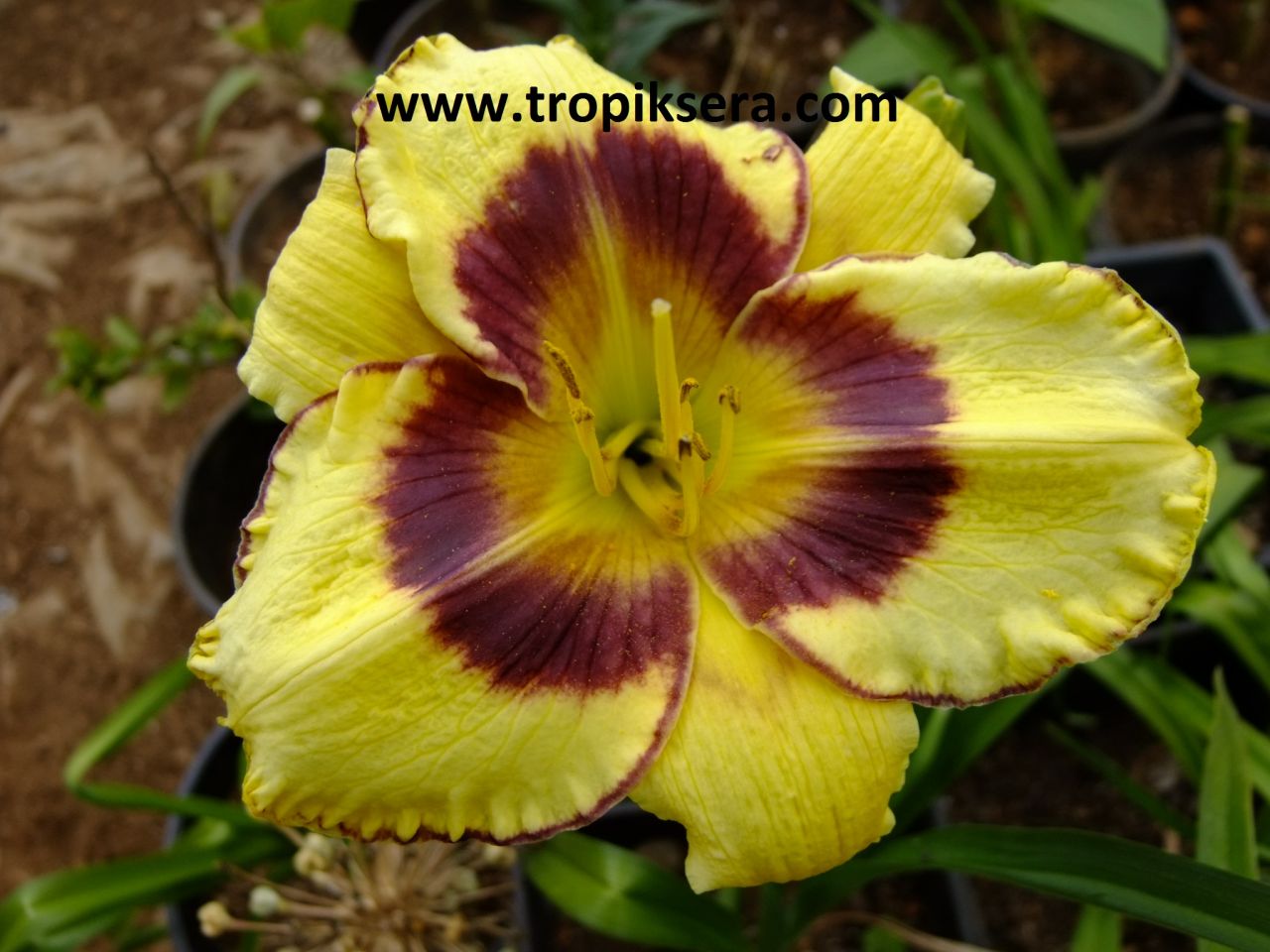 Kod:hem49 Hemerocallis ' 'Calico Jack'' Daylily Hardy Perennial (Çiçek açabilecek sağlıklı 1adet rizom)