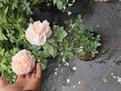 kod:gs34 Seincer rose, az kokulu somon renkli gül (büyük boy)