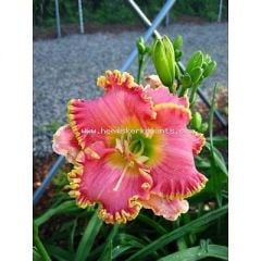 Kod:hem50  Hemerocallis 'Diva's Choice' Daylily Hardy Perennial (Çiçek açabilecek sağlıklı 1adet rizom)