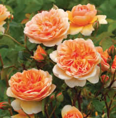 kod:gs34 Seincer rose, yoğun kokulu kayısı renkli gül (büyük boy)