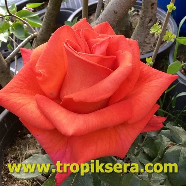 Kod:gs24 Granate rose, yoğun kokulu  Nar çiçeği renk gül (büyük  boy)