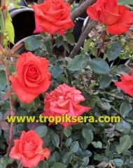 Kod:gs24 Granate rose, yoğun kokulu  Nar çiçeği renk gül (büyük  boy)