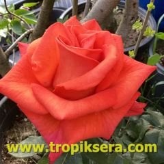 Kod:gs24 Granate rose, yoğun kokulu  Nar çiçeği renk gül (büyük  boy)