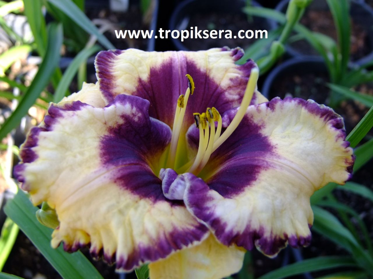 Kod:hem51  'Ageless Beauty' Daylily Hardy Perennial (Çiçek açabilecek sağlıklı 1adet rizom)