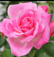 Kod:g02 Sweet scent rose, Yoğun kokulu pembe gül (büyük boy)