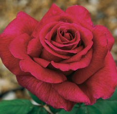 Kod:gs03 Mr. lincoln rose, Yoğun kokulu kırmızı gül (büyük boy)