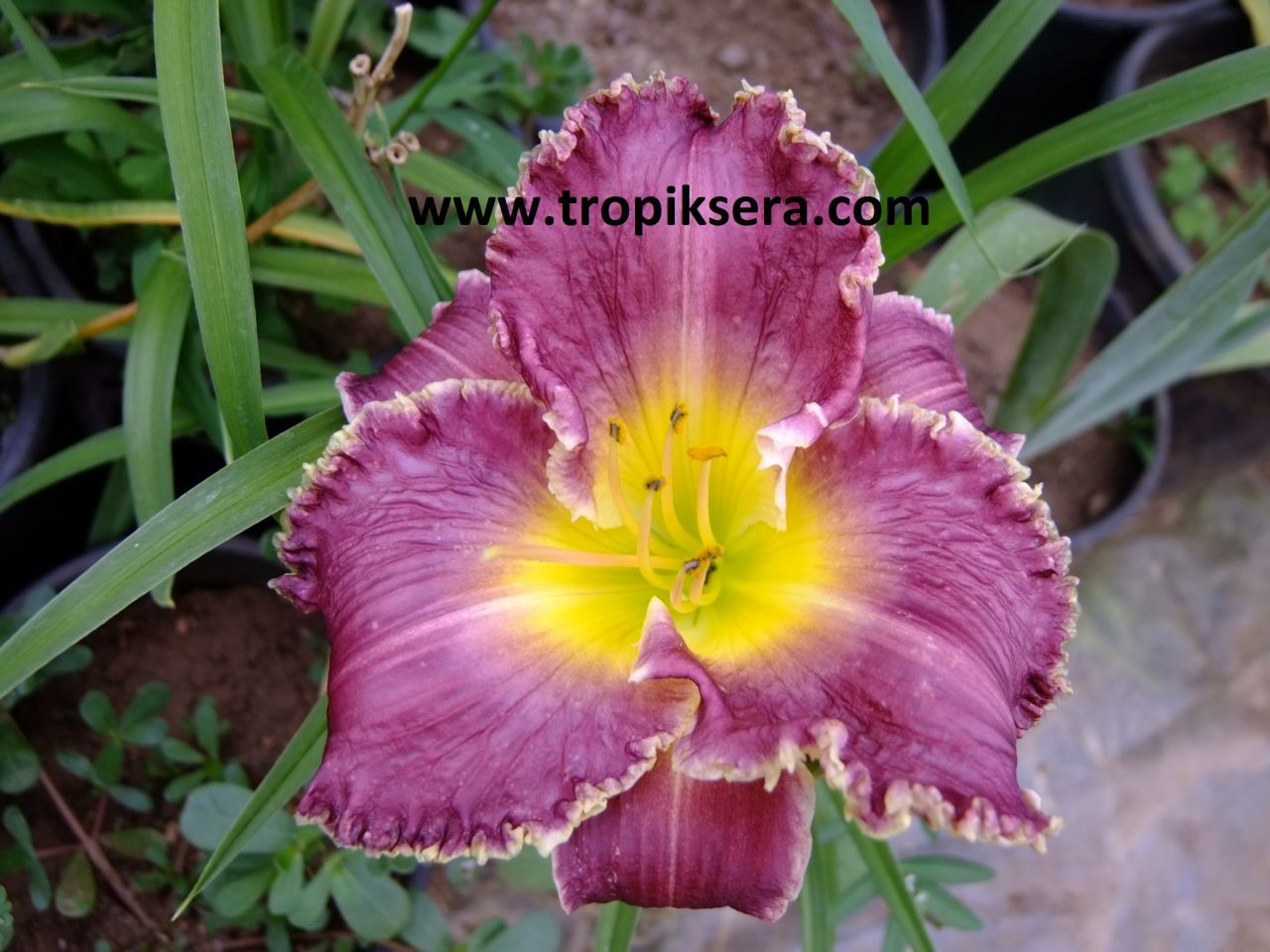 Kod:hem53 Hemerocallis 'Bettylen' Daylily Hardy Perennial (Çiçek açabilecek sağlıklı 1adet rizom)