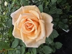 Kod:gs04 Vallentine rose, yoğun kokulu açık sarı gül (büyük  boy)