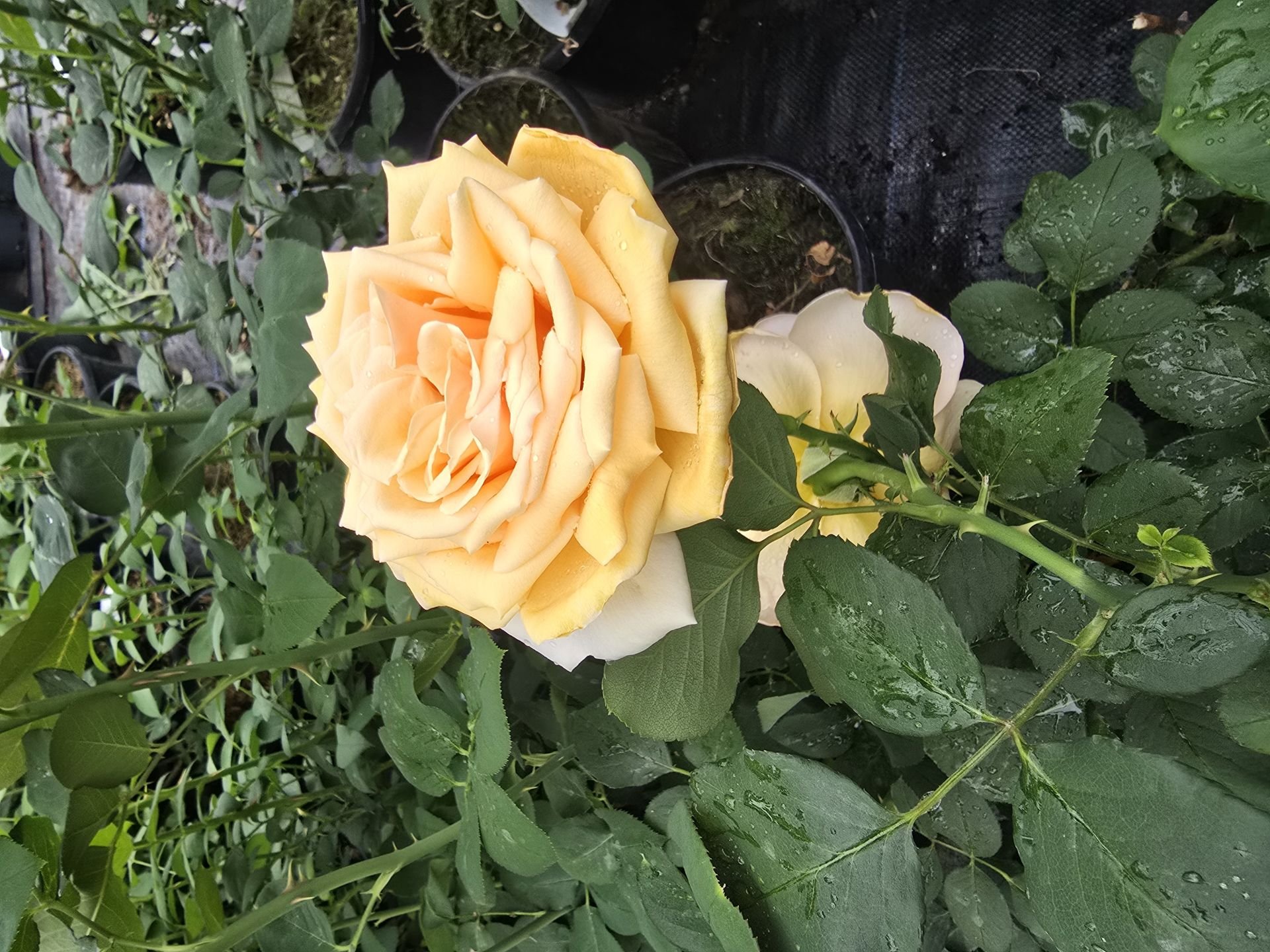 Kod:gs04 Vallentine rose, yoğun kokulu açık sarı gül (büyük  boy)