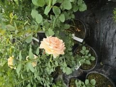 Kod:gs04 Vallentine rose, yoğun kokulu açık sarı gül (büyük  boy)