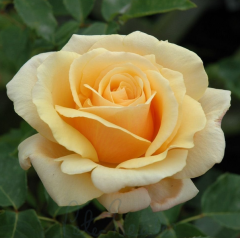 Kod:gs04 Vallentine rose, yoğun kokulu açık sarı gül (büyük  boy)