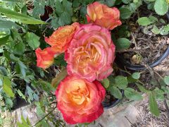 Kod:gs01 Lady fire rose, Yoğun Kokulu sarı/kırmızı gül (büyük  boy)