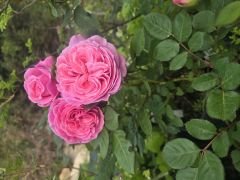 Kod:gs13 Yoğun özel Kokulu açık pembe (büyük  boy)