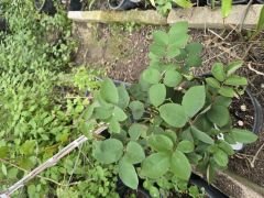 Kod:gs13 Vio adora rose, yoğun kokulu lila renk gül (büyük  boy)