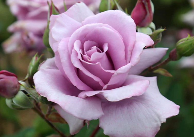 Kod:gs13 Vio adora rose, yoğun kokulu lila renk gül (büyük  boy)