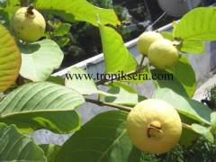 Kod:gua03 Sarı Guava (5 yaşında, 140-200cm boyda)