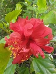 Kod:hib03 Kırmızı renkli katmerli (duble) japon gülü, hibiscus (50-80 cm boyda)