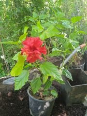 Kod:hib03 Kırmızı renkli katmerli (duble) japon gülü, hibiscus (50-80 cm boyda)