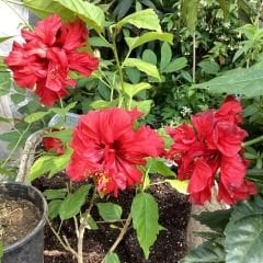 Kod:hib03 Kırmızı renkli katmerli (duble) japon gülü, hibiscus (50-80 cm boyda)