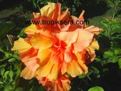 Kod:hib06 Neşeli renkli katmerli (duble) japon gülü, hibiscus (50-80 cm boyda)