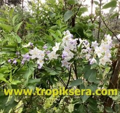 Kod:y814 Mavi solanum yasemin, Solanum Jasminoides (6 yaş 150 - 200 cm boy)