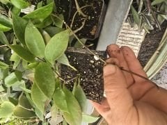 Hoya Cv. Sunrise-  Kokulu mum çiçeği 20 - 30 cm boyda orta boy, güçlü sürgünlü, saksıda köklü gelişmekte (Kod: 38)