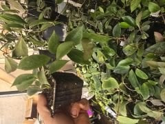 Hoya Cv. Sunrise-  Kokulu mum çiçeği 20 - 30 cm boyda orta boy, güçlü sürgünlü, saksıda köklü gelişmekte (Kod: 38)