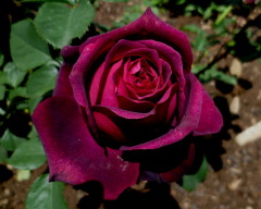 Gs27 Yoğun kokulu bordo gül - Grafin rose (büyük boy)