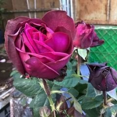 Gs27 Yoğun kokulu bordo gül - Grafin rose (büyük boy)