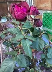 Gs27 Yoğun kokulu bordo gül - Grafin rose (büyük ük boy)