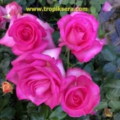 Gs28 Yoğun kokulu iri kafalı pembe (büyük boy)