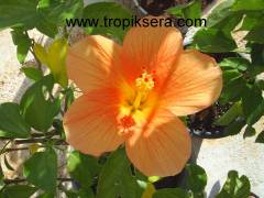 Kod:hib09 Kayısı renkli japon gülü, hibiscus (30-50 cm boyda)