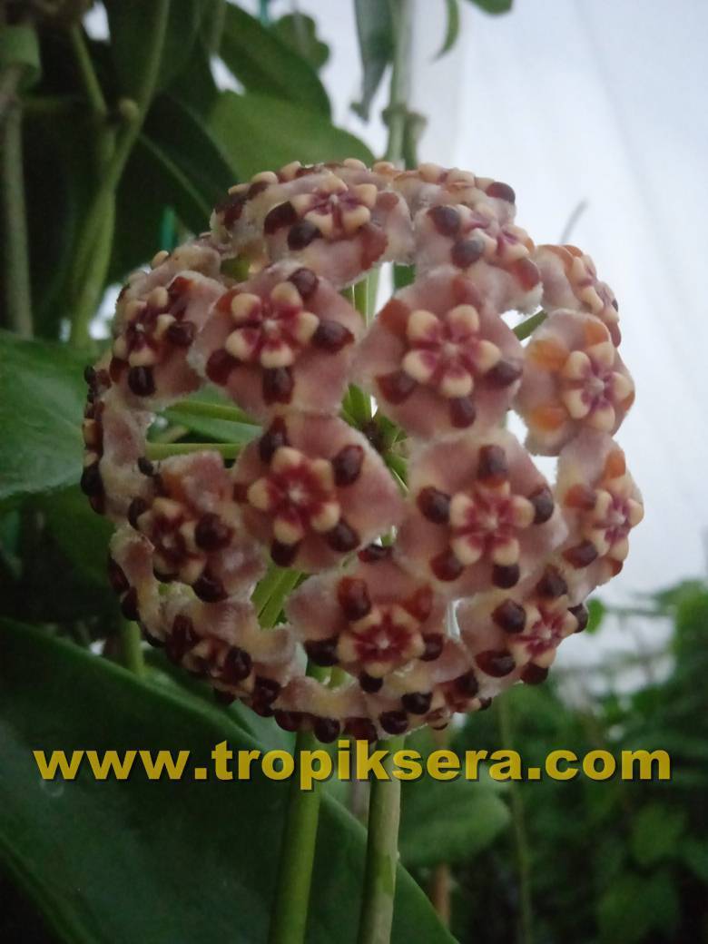 Hoya meliflua ssp. Fraterna, mum çiçeği 30-50 cm boyda orta boy, güçlü sürgünlü, saksıda köklü gelişmekte (Kod: 41)