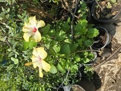 Kod:hib12 Large açık sarı japon gülü, hibiscus (30-50 cm boyda)
