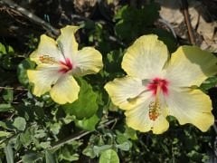 Kod:hib12 Large açık sarı japon gülü, hibiscus (30-50 cm boyda)