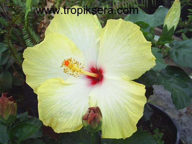 Kod:hib12 Large açık sarı japon gülü, hibiscus (30-50 cm boyda)