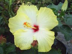 Kod:hib12 Large açık sarı japon gülü, hibiscus (30-50 cm boyda)