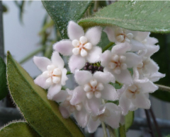 Hoya  Thomsonii spotted leaves - kokulu mum çiçeği 2 -4 yaprak toprak da köklü ve sürgünlü (kod:new131a)