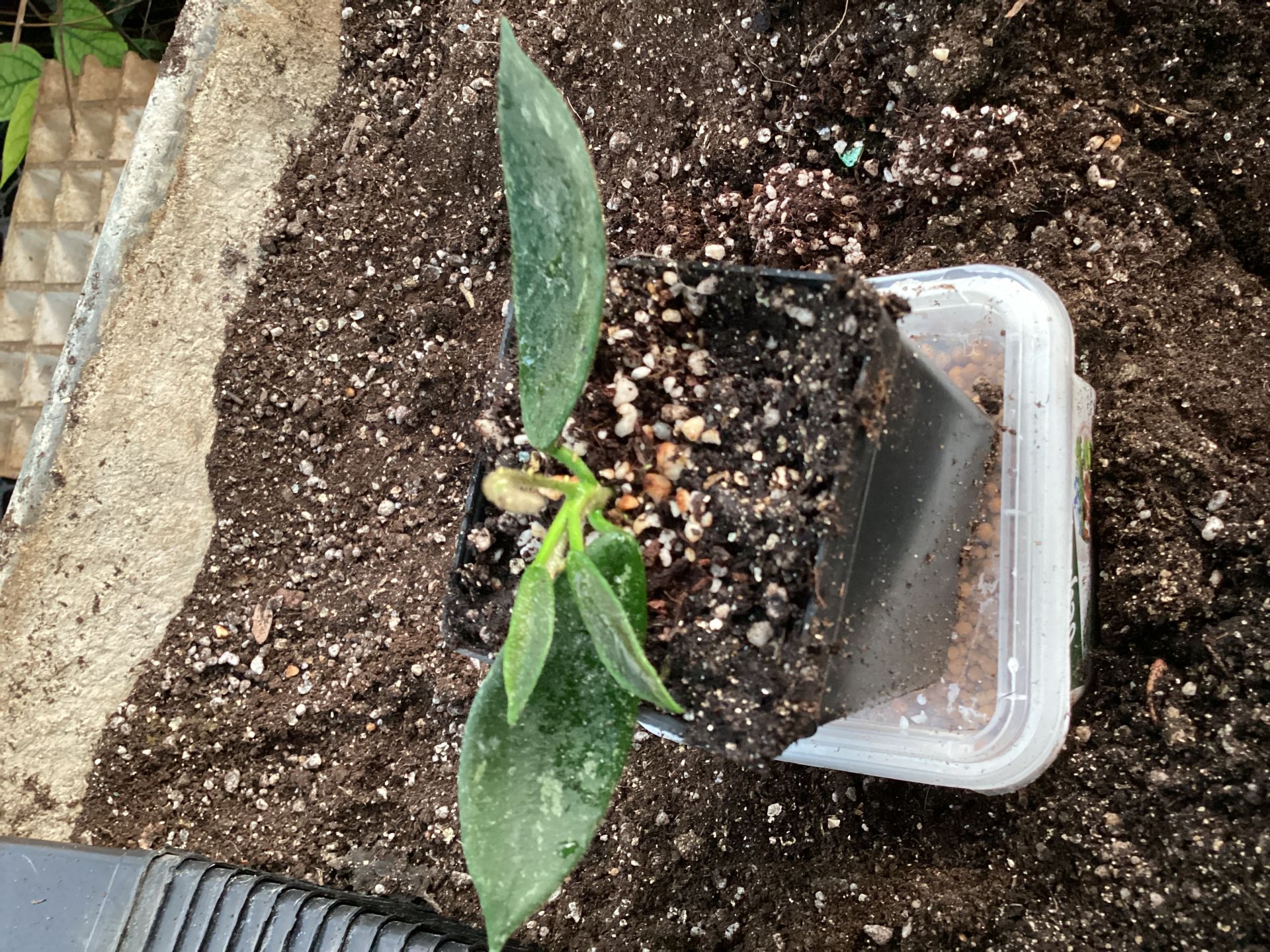 Hoya  Thomsonii spotted leaves - kokulu mum çiçeği 2 -4 yaprak toprak da köklü ve sürgünlü (kod:new131a)