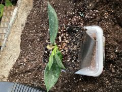 Hoya  Thomsonii spotted leaves - kokulu mum çiçeği 2 -4 yaprak toprak da köklü ve sürgünlü (kod:new131a)