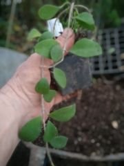Hoya nummularioides - Kokulu mum çiçeği 20- 35 cm boyda orta boy, güçlü sürgünlü, saksıda köklü gelişmekte (Kod: 44)