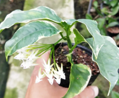 Hoya Multiflora Albomarginata -  Mum çiçeği 10-20 cm boyda mini saksıda köklü.Güçlü sürgünlü (kod:new132c)