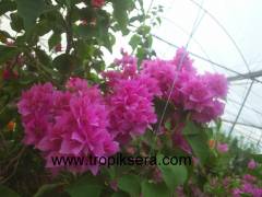 Kod:beg06 Katmerli (duble) pembe begonvil (3 yaşında, 50-80 cm boyda)
