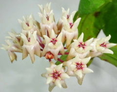 Hoya Mitrata big leaves - kokulu mum çiçeği 2 -4 yaprak toprak da köklü ve sürgünlü (kod:new133a)