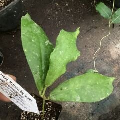 Hoya Mitrata big leaves - kokulu mum çiçeği 2 -4 yaprak toprak da köklü ve sürgünlü (kod:new133a)